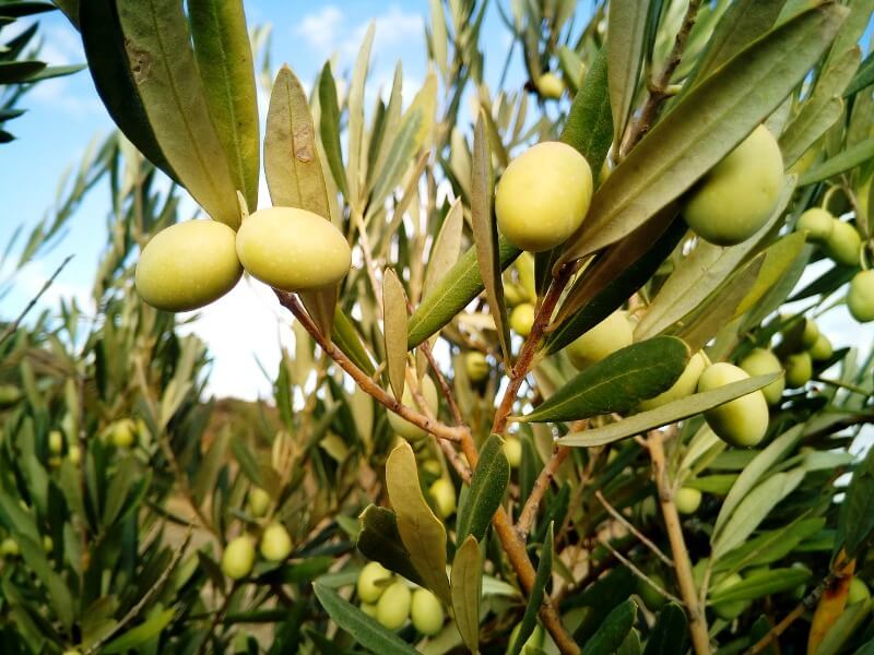 fertilizacion cultivo olivos aceite ecologico