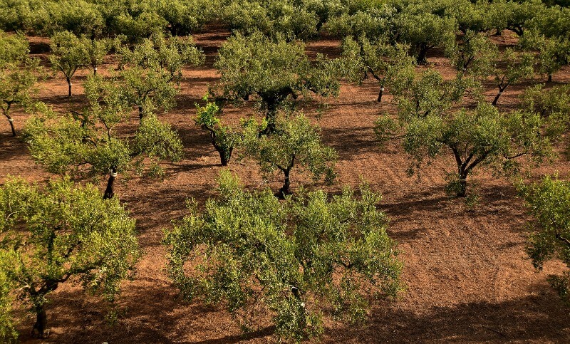 suelo olivos aceite ecologico