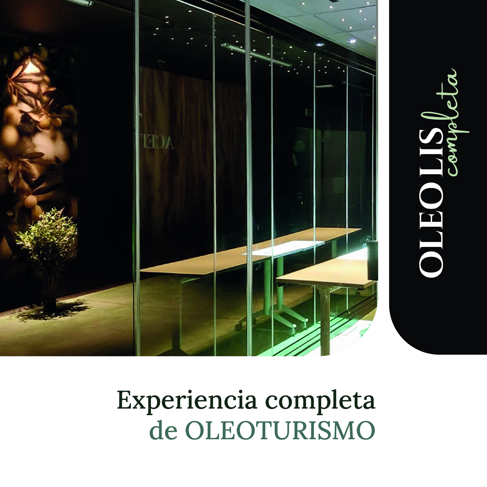 Experiencia_oleoturismo_completa_de_aceites_lis