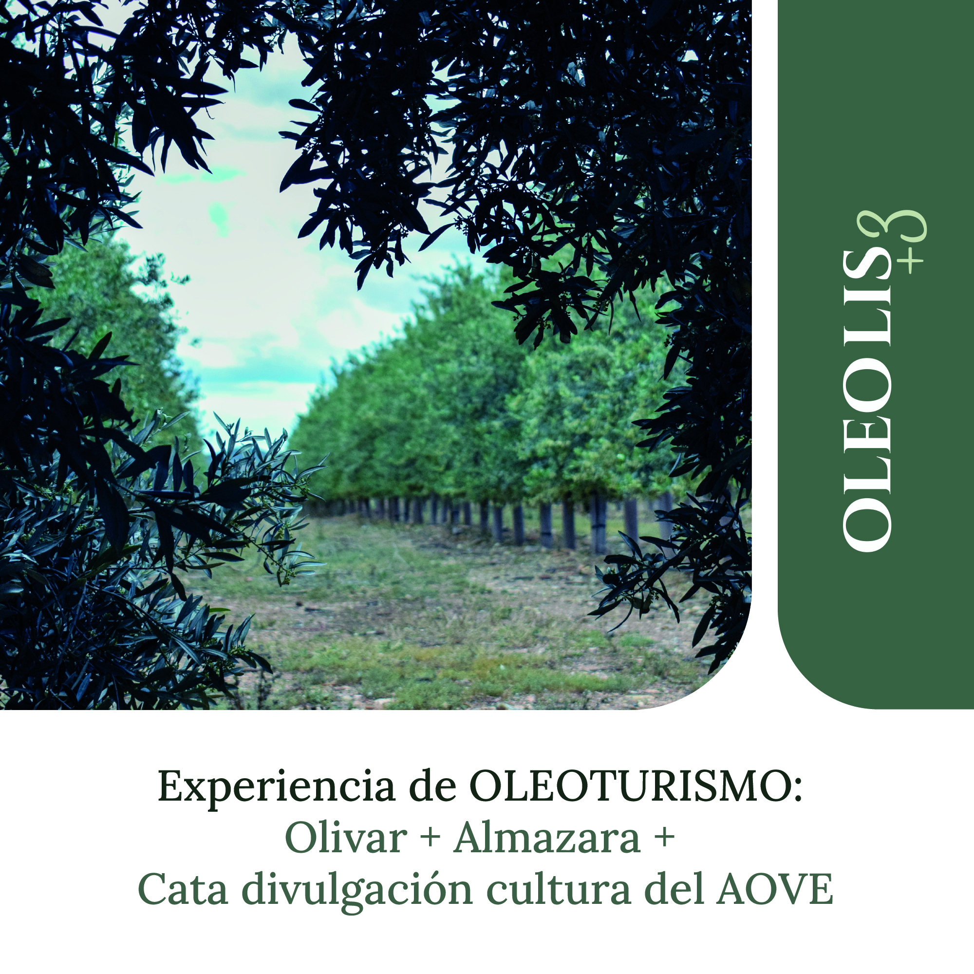 Experiencia olivar + visita almazara + cata aove