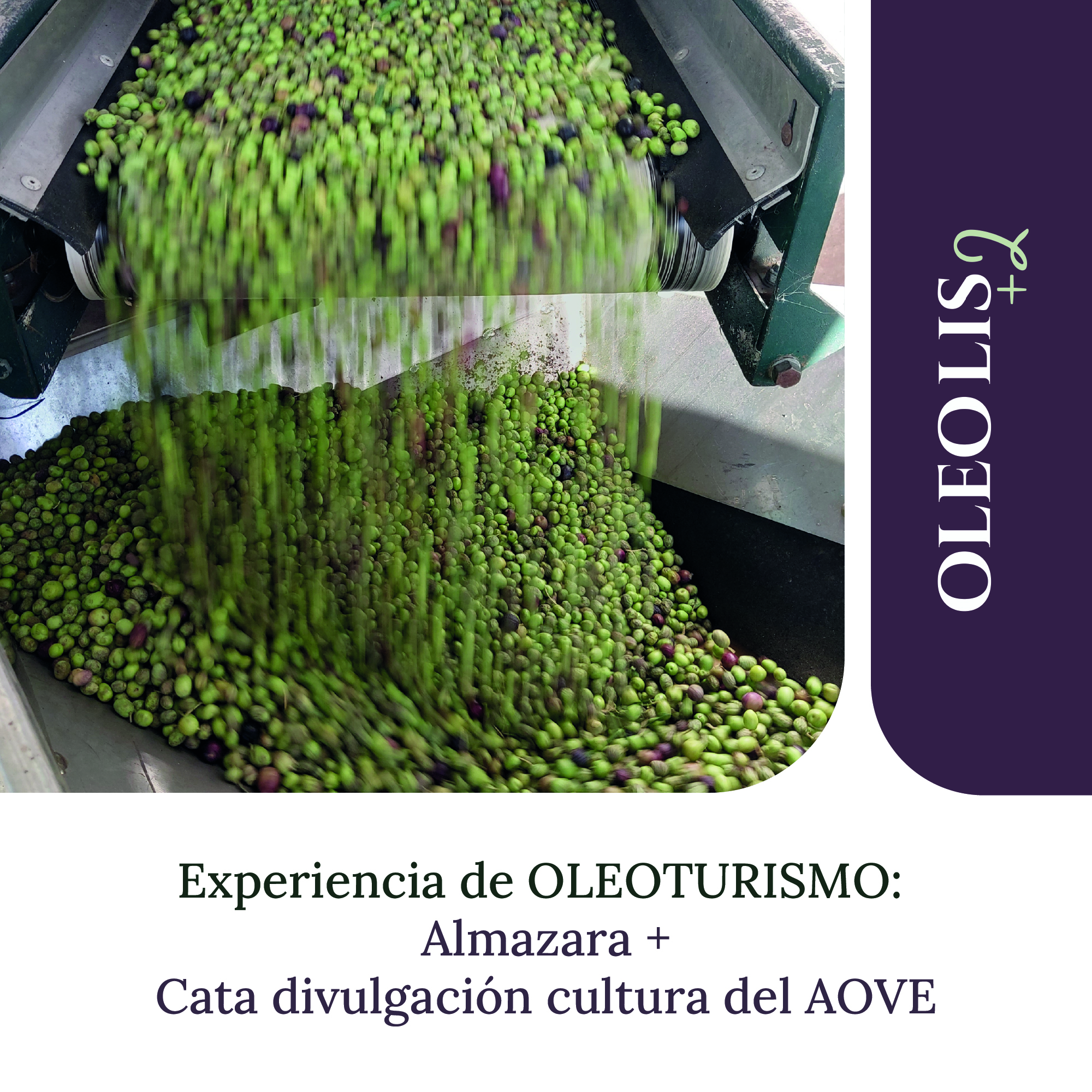 experiencia_oleoturismo_visita_almazara_cata_aove