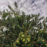 Experiencia completa de Oleoturismo