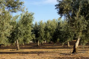 Variedades de aceitunas