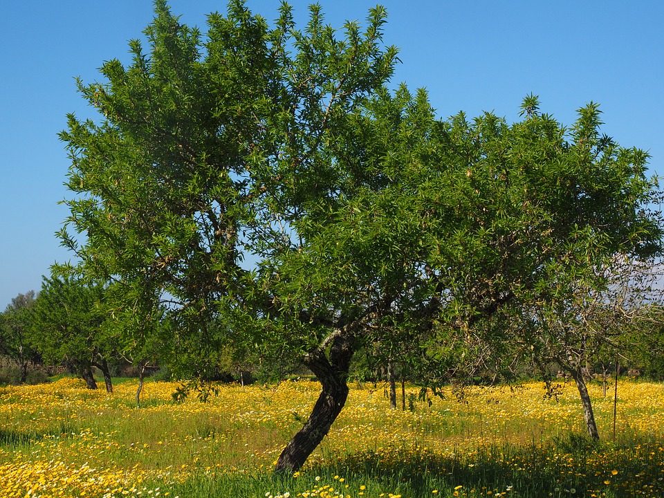 conservación del aceite en verano