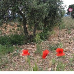 aceite de oliva ecológico